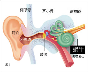 耳の構造説明